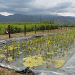 WhatsApp Image 2025-08-06 at 5.56.32 PM